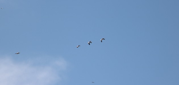  Beyşehir Gölü'de pelikan görüldü
 