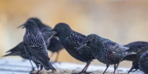 Konya’da kuşların beslenmesi