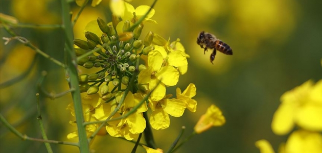   Çiftçi ilacı değiştirdi, arı ölümleri yüzde 80 azaldı
