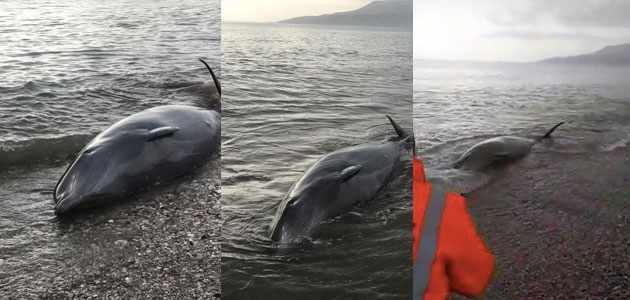  Antalya’da kıyıya balina vurdu