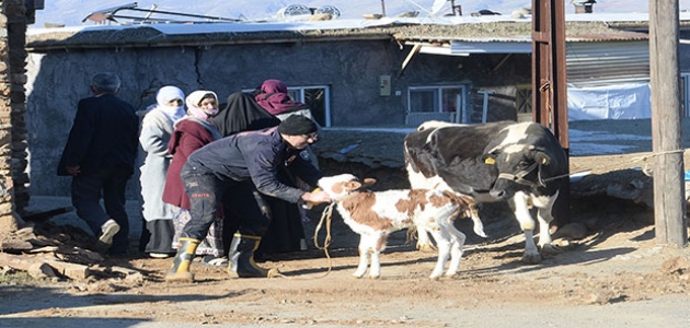  Malatya’da depremde yıkılan ahırlarda mahsur kalan hayvanları itfaiye ekipleri kurtardı