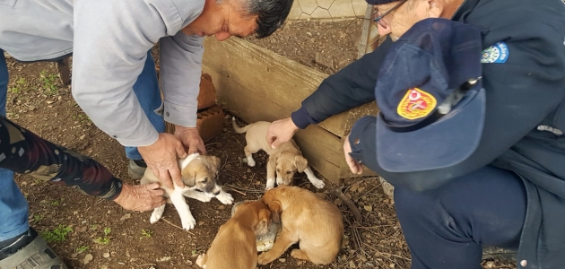   Muğla’da çukura düşen köpek yavrularını itfaiye kurtardı 
