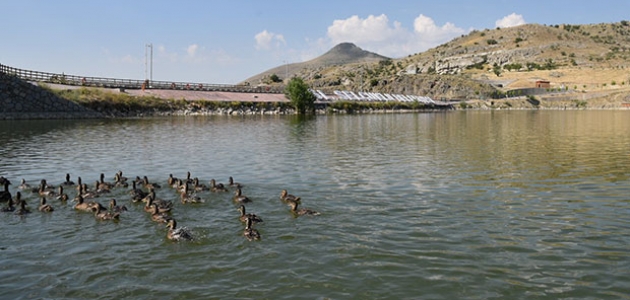  Sille Barajı 124 göçmen kuşa ev sahipliği yapacak