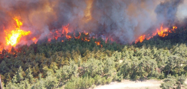   Gelibolu Yarımadası’nda orman yangını
