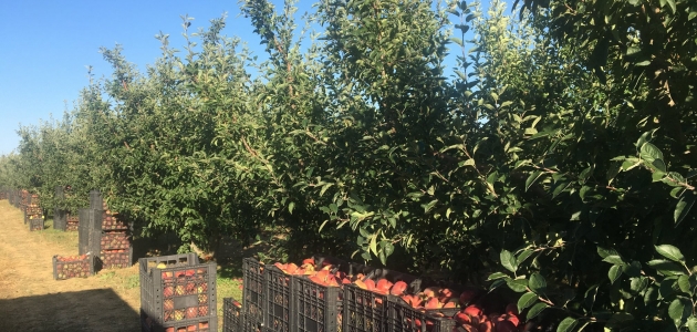 Beyşehir’de elma hasadı başladı  