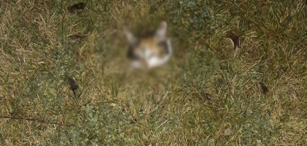   Konya’da vahşet: Kafası kesilmiş ölü kedi bulundu 
