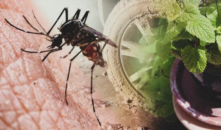  Karadeniz’de yeni tehlike: Asya Kaplan Sivrisineği