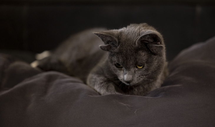 Dört kulaklı kedi “Midas“ın sosyal medya hesabı büyük ilgi görüyor