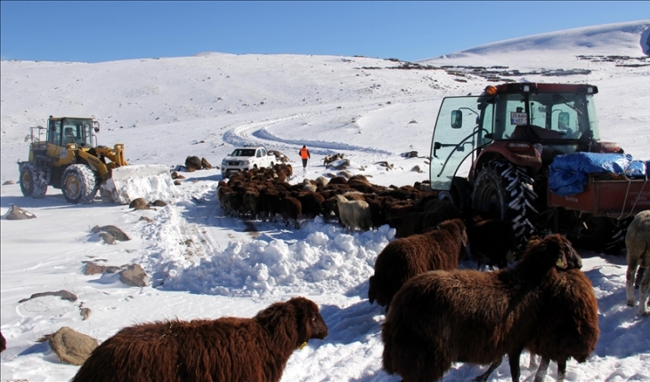 Kar nedeniyle mahsur kalan çoban ve sürüsü kurtarıldı