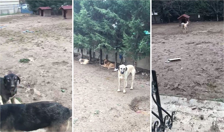 Konya’da uygunsuz ortamda bulundurulan 16 köpek koruma altına alındı