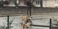 Köpeklerden kaçan çocuk direğe tırmandı