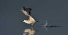 Kuş Cenneti Beyşehir Gölü’nde 2022 yılı KOSKS çalışmaları sona erdi