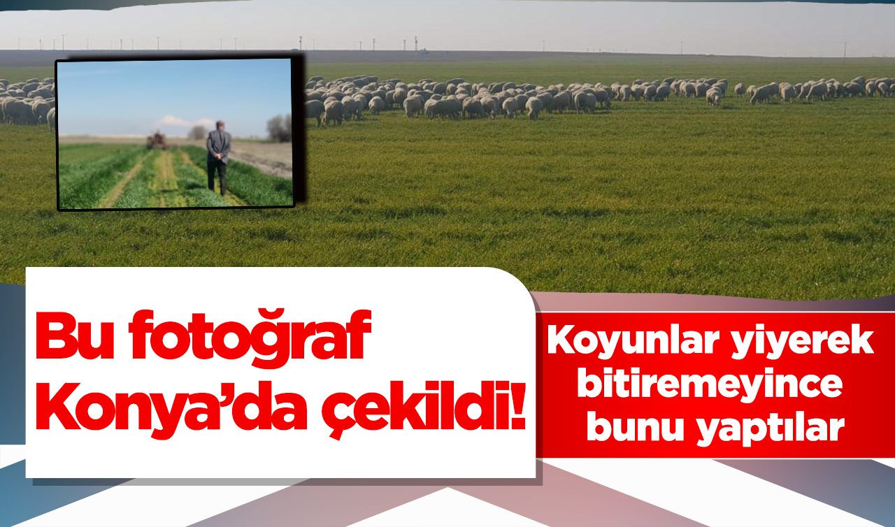  Bu fotoğraf Konya’da çekildi! Koyunlar yiyerek bitiremeyince bunu yaptılar