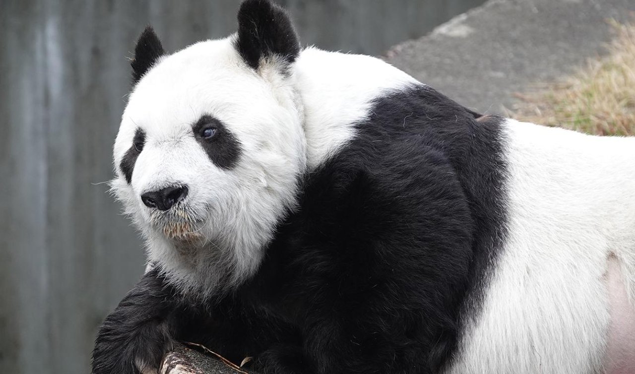 Japonya’nın en yaşlı pandası “Tan Tan’’ hayatını kaybetti