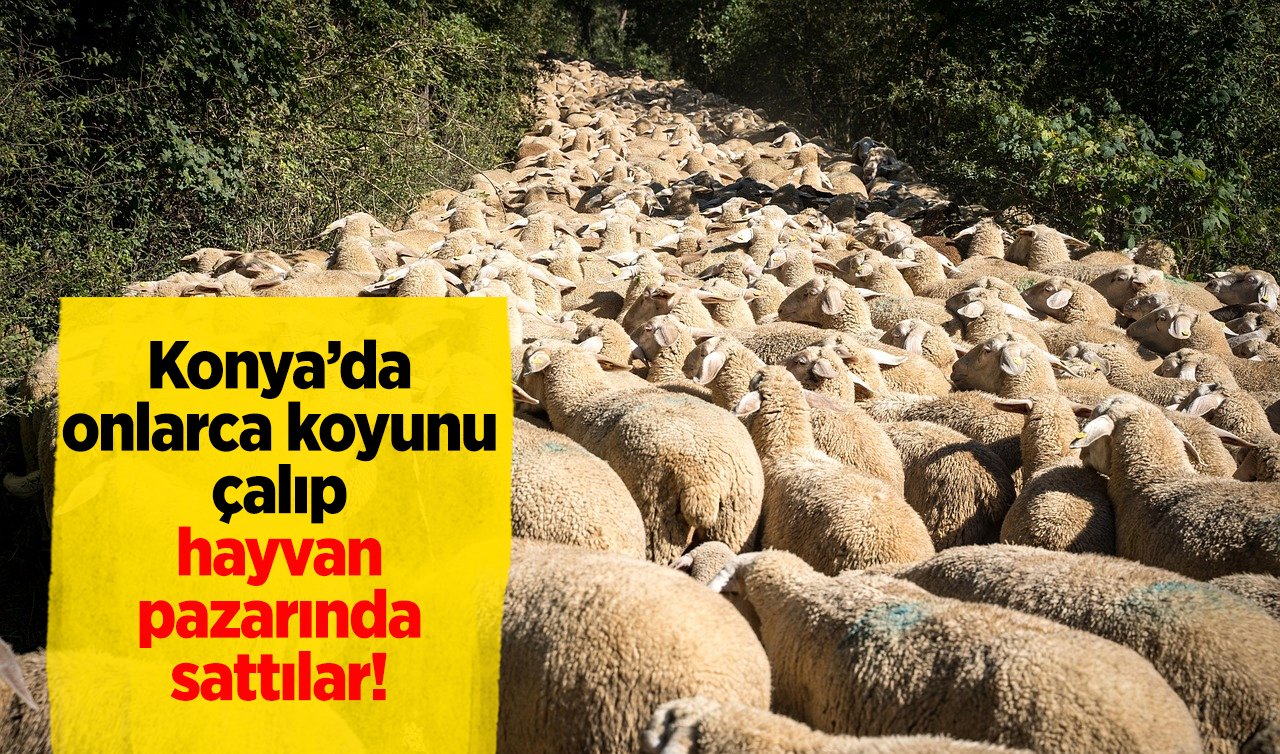 Konya’da 18 koyunu çalıp hayvan pazarında sattılar! 