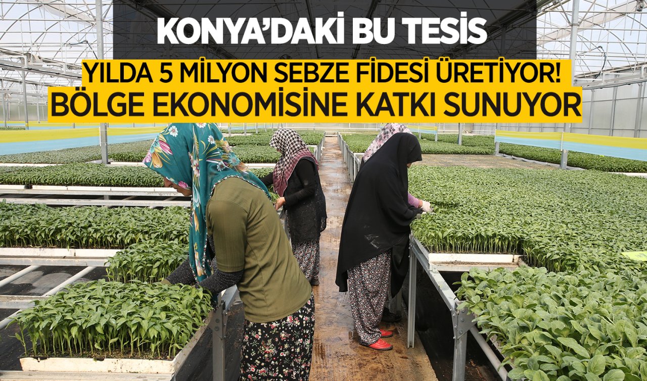 Konya’daki bu tesis yılda 5 milyon sebze fidesi üretiyor! Bölge ekonomisine katkı sunuyor 