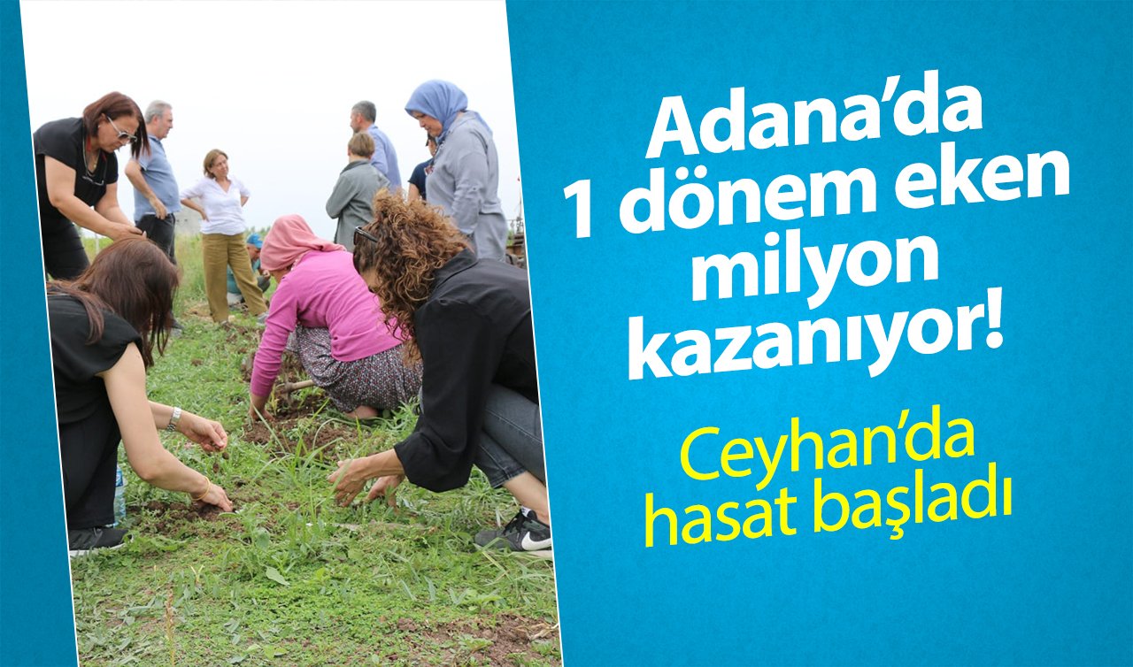 Adana’da 1 dönem eken milyon kazanıyor! Ceyhan’da hasat başladı 