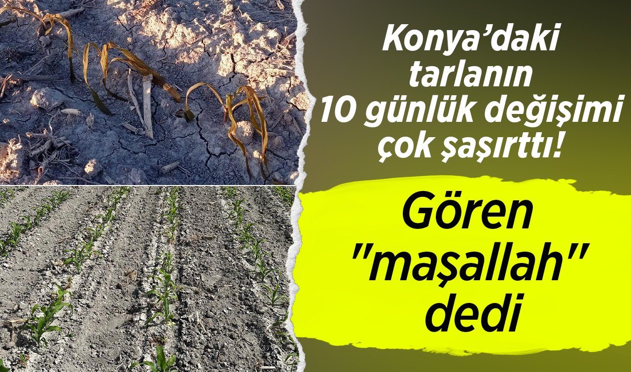 Konya’daki tarlanın 10 günlük değişimi çok şaşırttı! Gören “maşallah’’ dedi