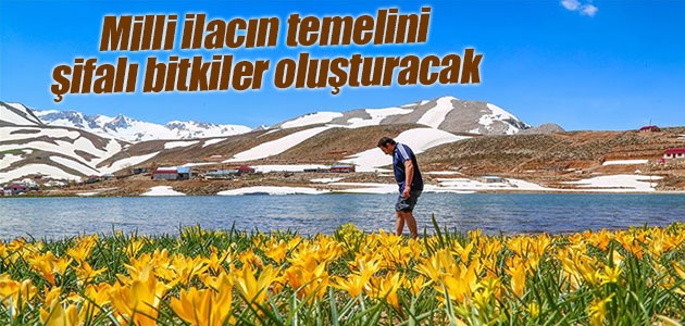 Milli ilacın temelini şifalı bitkiler oluşturacak 