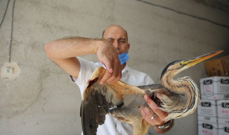 Konya’da yaralı bulunan balaban kuşu tedavi altına alındı