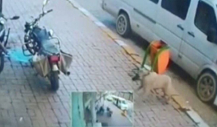 Afyonkarahisar’da köpeğe şiddet: Biri ezdi, diğeri duba fırlattı
