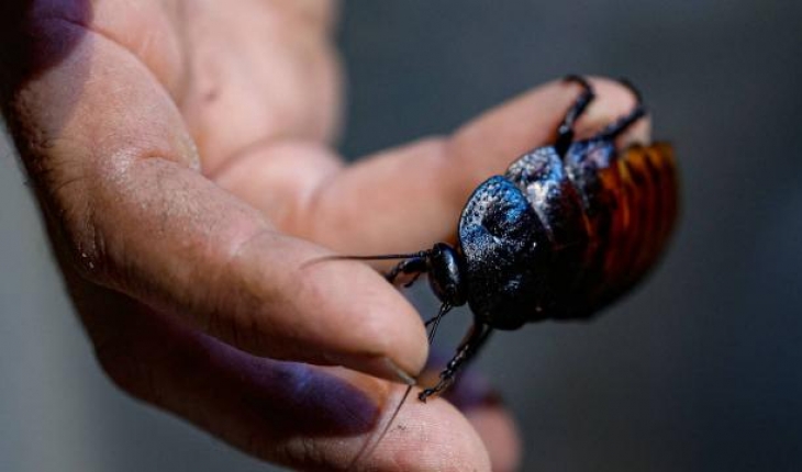 Çiftlikte yetiştirilen “hamam böcekleri“ 15 liraya kadar alıcı buluyor