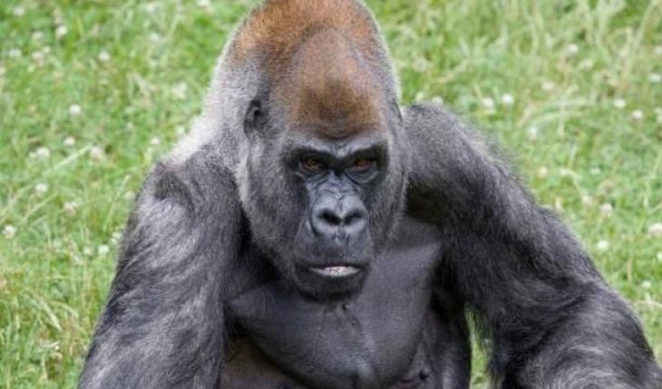 Dünyanın en yaşlı erkek gorili Ozzie 61 yaşında hayatını kaybetti
