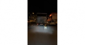 Vicdansız sürücü köpeği kamyonun arkasına bağlayıp sürükledi