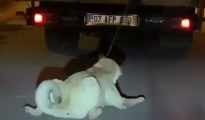 Köpeği kamyonun arkasına bağlayan vicdansız sürücüye ceza