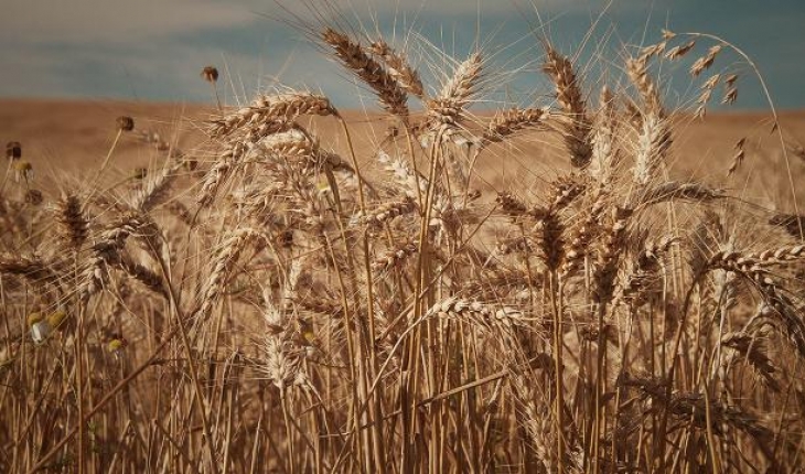 G7 ülkelerinden küresel tahıl krizi uyarısı