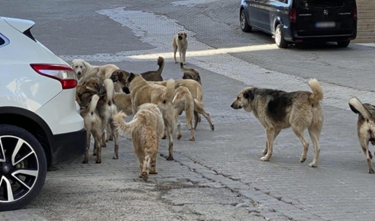  Sahipsiz köpeklerden kaçarken düşen kişi hayatını kaybetti