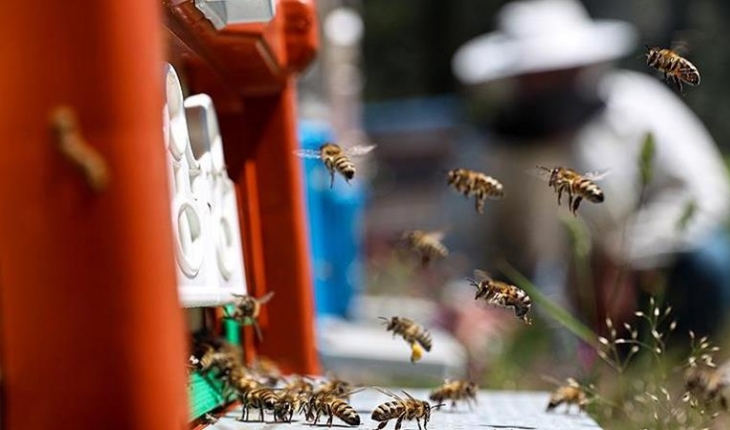 Gıda güvenliğinin bekçileri: Arılar