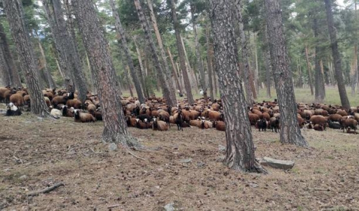 Ormanlık alanda hayvanlık otlatmaya 8 bin lira ceza