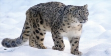 Everest çevresinde 100’ü aşkın kar leoparının yaşadığı tahmin ediliyor