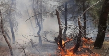 Uşak'taki orman yangınında 1,5 dekar alan zarar gördü