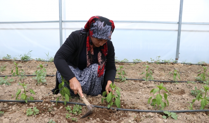 Kadın girişimci erken hasat ve bol ürün için devlet desteğiyle sera kurdu
