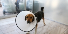 Giresun’da rahmi 23.5 kiloya ulaşan köpek ameliyat edildi