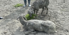 Balçıklaşan alanda mahsur kalan koyunlar ekiplerce kurtarıldı