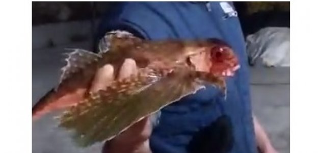 Ağa takılan uçan balık gemi kaptanını bile hayrete düşürdü