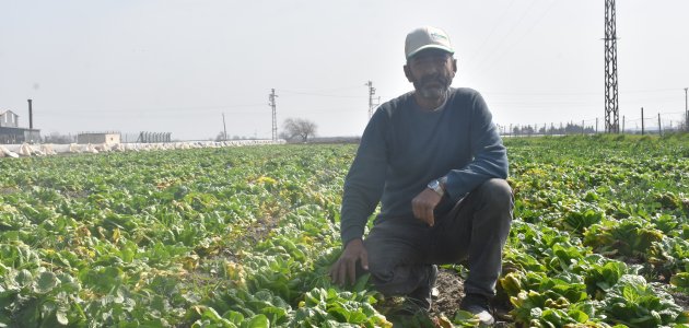 Hatay’da sebze hali açılamadı, mahsuller tarlada kaldı