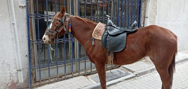 “Dur“ ikazına uymayan alkollü at binicisine ceza kesildi. 