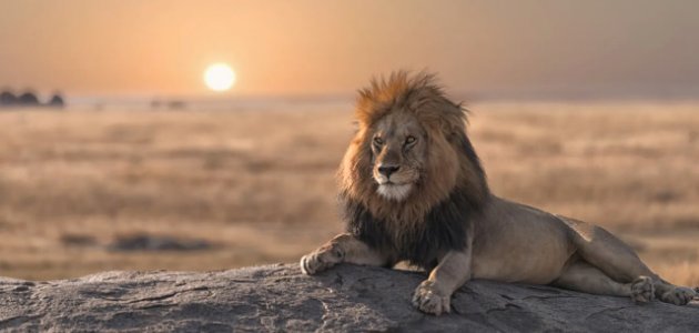 Serengeti’nin Kralı Bob Junior rakiplerine yenildi  