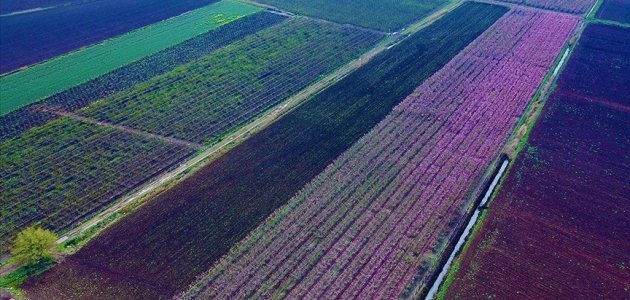 Renklenen Amik Ovası’nda çiftçiler bahçelerine girdi