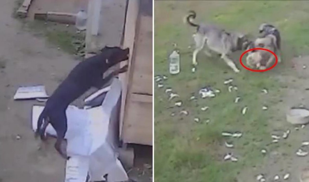 Başıboş köpek dehşeti! 