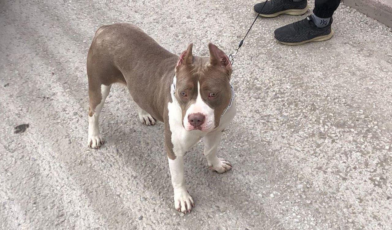 Konya’da yasaklı ırk köpek besleyenlere ceza yağdı!