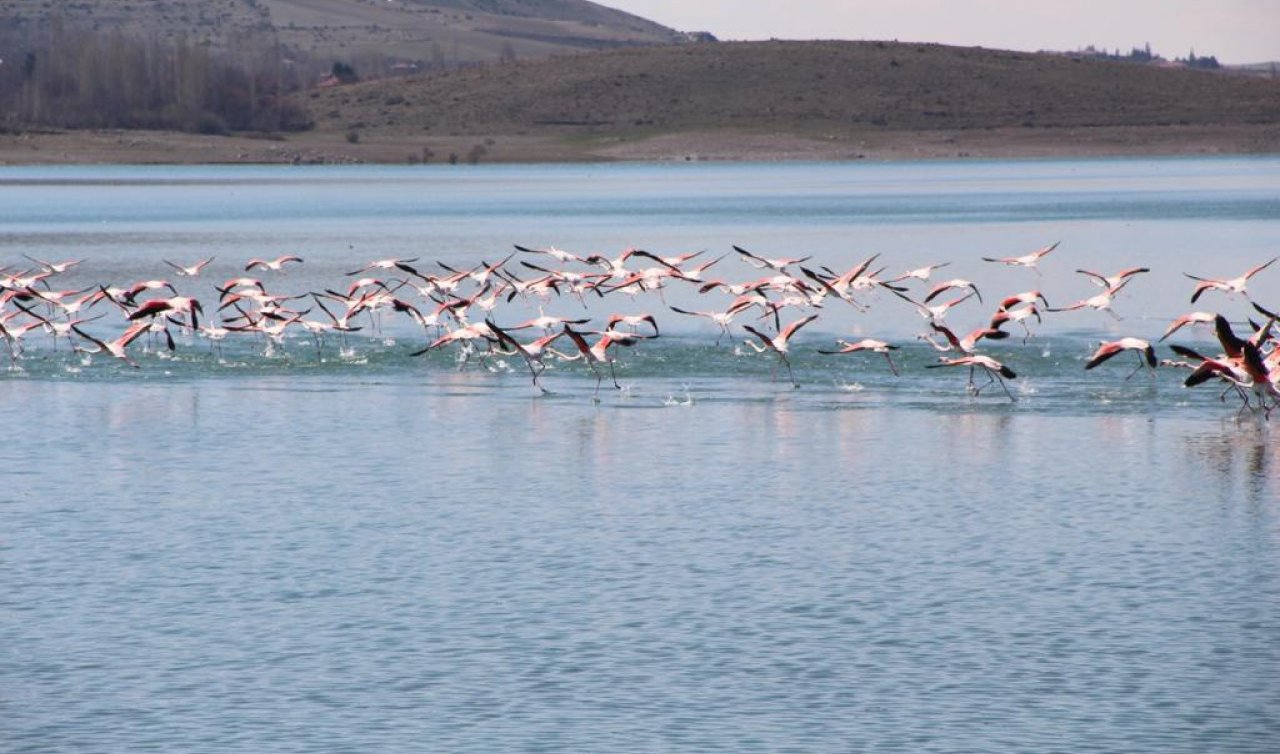 Flamingolar İvriz Baraj’ına akın etti!