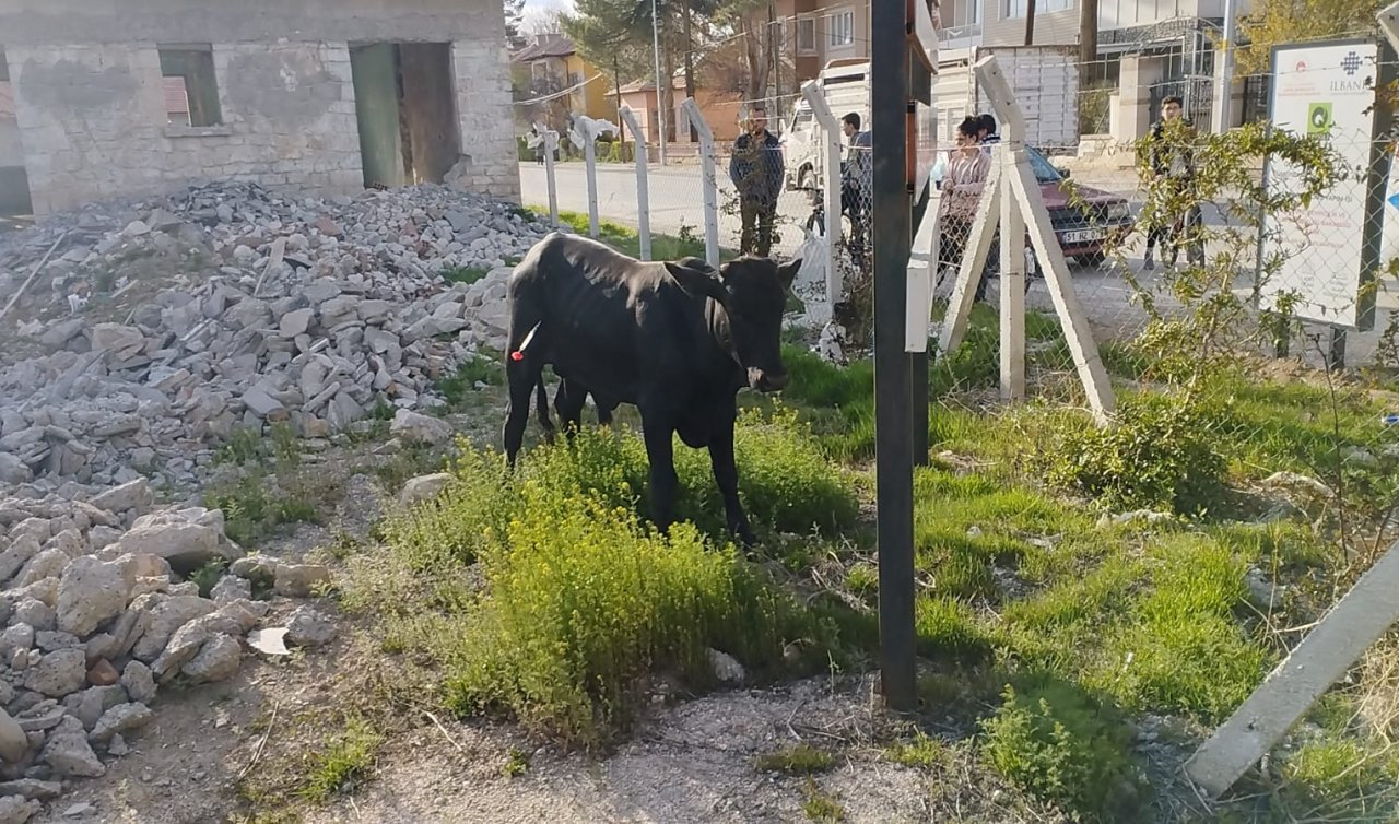 Konya’da dana kaçtı! 3 saat sonunda yakalandı