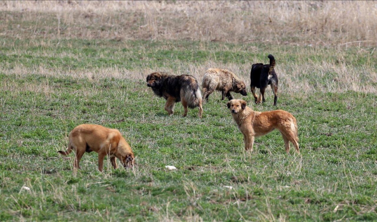 Köpeklere kötü muamele iddiası! Beyşehir Belediyesi açıkladı