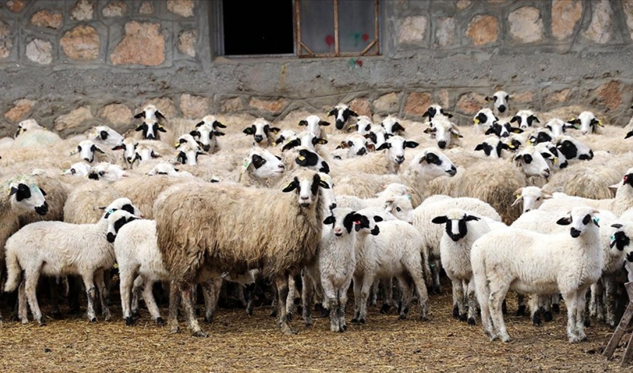 Amasya’da süt kuzuları anneleriyle buluştu