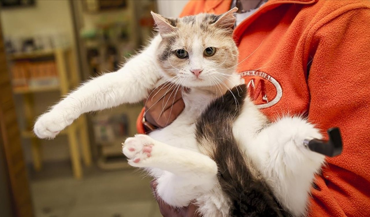 Biri protez 3 bacaklı kedi “Mine’’ yuva arıyor
